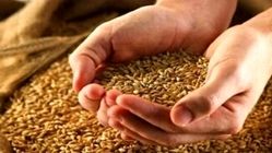 گندمکاران بخوانند/ خبر مهم درباره پرداخت مطالبات گندمکاران