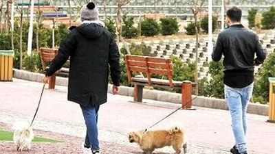 سگ‌گردانی با خودرو در تهران ممنوع شد