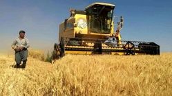دولت برای پرداخت مطالبات این گندمکاران دست به کار شد