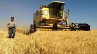 دولت برای پرداخت مطالبات این گندمکاران دست به کار شد