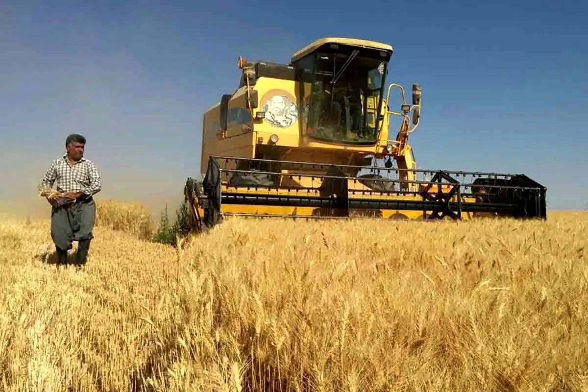 دولت برای پرداخت مطالبات این گندمکاران دست به کار شد