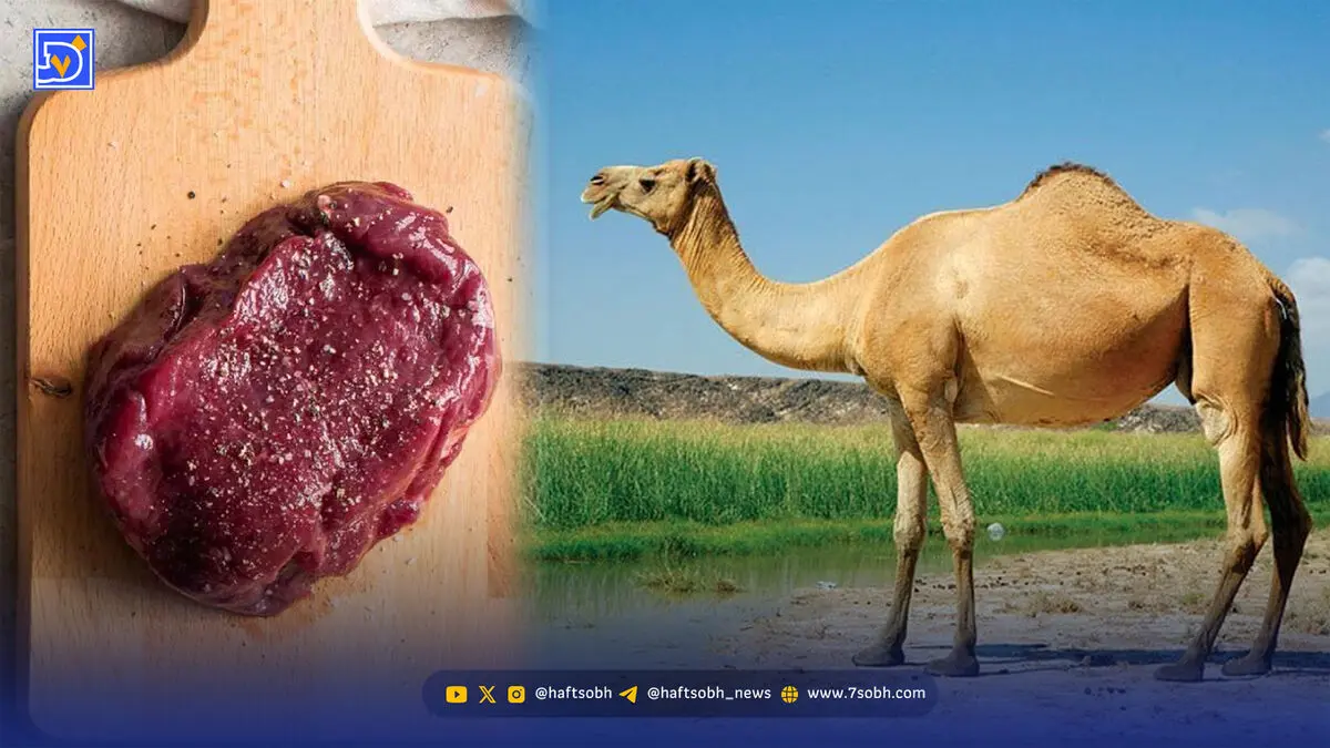 خواص گوشت شتر؛ از تقویت عضلات تا باورهای قدیمی درباره درمان بیماری‌ها