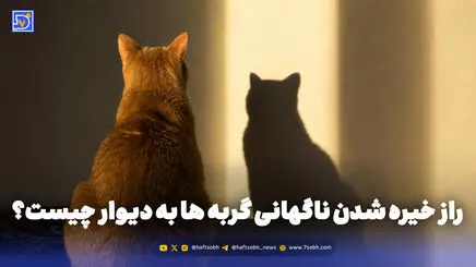 راز خیره شدن ناگهانی گربه ها به دیوار چیست؟
