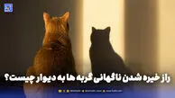 راز خیره شدن ناگهانی گربه ها به دیوار چیست؟