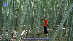 با بلندترین علف‌های جهان آشنا شوید