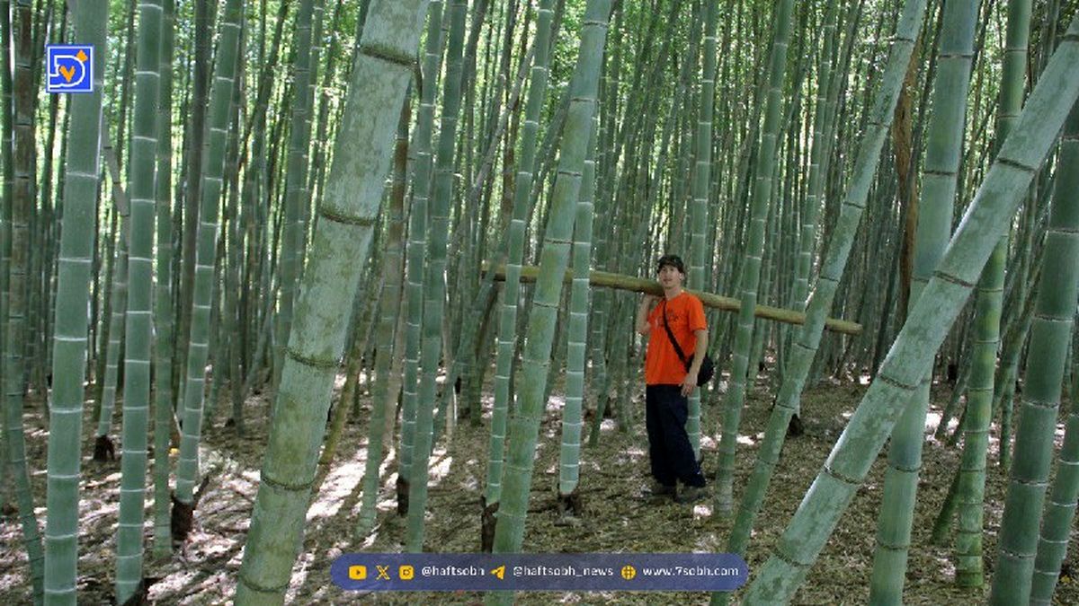 با بلندترین علفهای جهان آشنا شوید