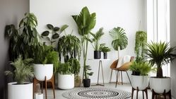 روش نگهداری صحیح گیاهان آپارتمانی در فصل گرما