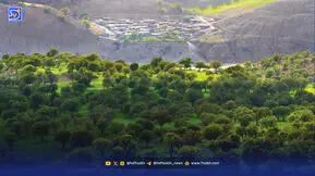 قرن ۲۱؛ قرن انقراض نیمی از گیاهان زمین