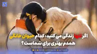 اگر تنها زندگی می کنید، کدام حیوان خانگی همدم بهتری برای شماست؟