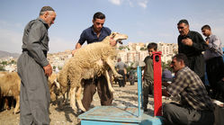  قیمت گوسفند برای عید قربان ‌1403 چند است؟