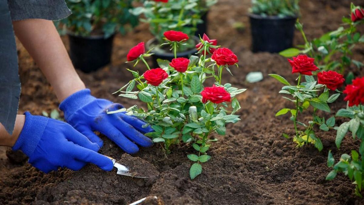 راز مسمومیت ۸ دانشآموز دختر تهرانی با گل رز+ نظریه پزشکی قانونی