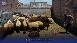 چرا دامداری در ایران نمی‌صرفد؟