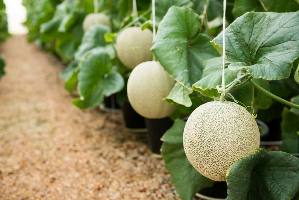 گرانترین میوههای جهان را بشناسید