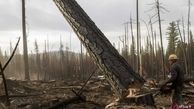 از دست رفتن یک میلیون هکتار جنگل بعد از انقلاب