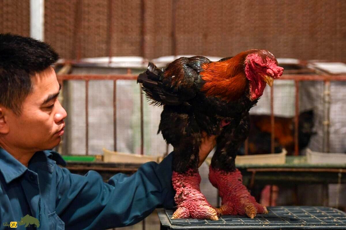 مرغی ویتنامی که گوشت پاهایش ۱۲۰ میلیون تومان قیمت دارد!