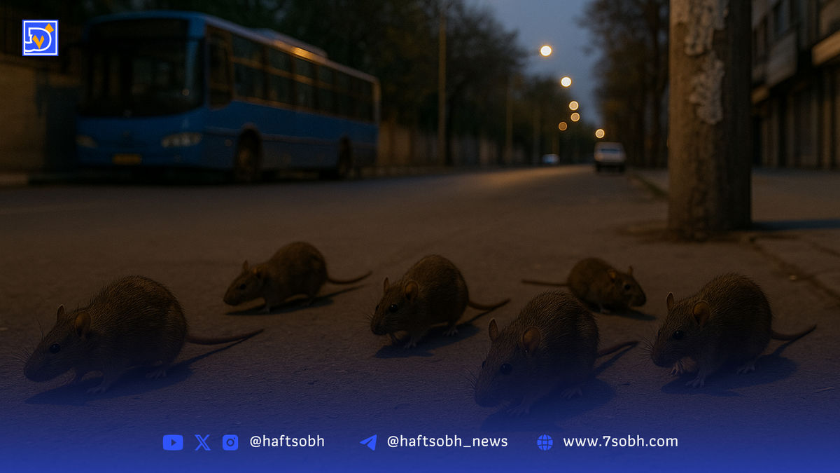 موشهای تهران پادشاهی میکنند