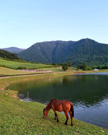 روستای شفیع آباد