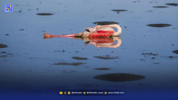 سموم در کمین پرندگان مهاجر ایران