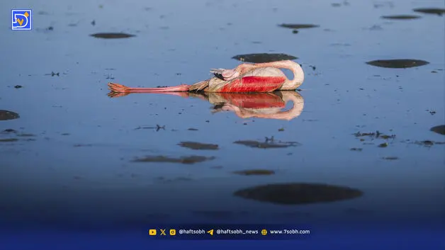 سموم در کمین پرندگان مهاجر ایران
