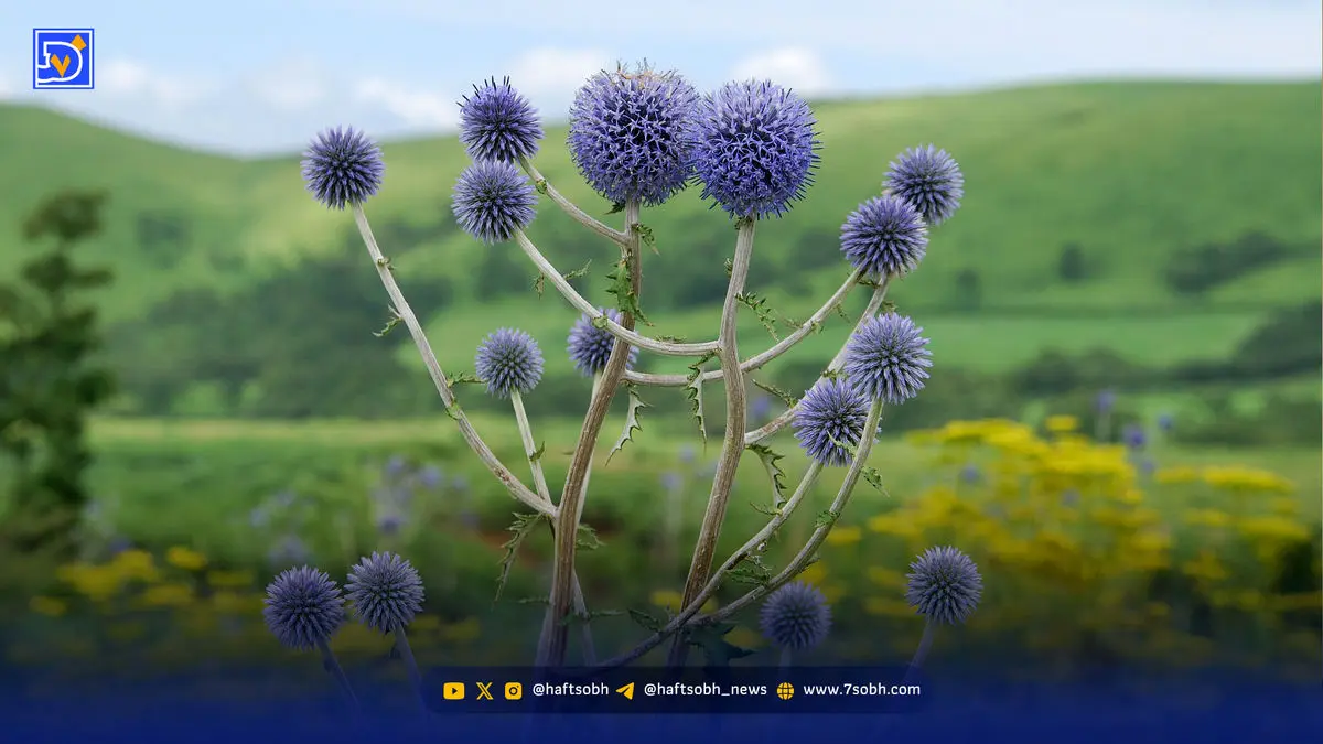 شکر تیغال؛ سلطان عطاری‌ها