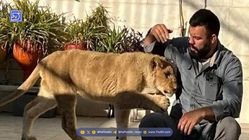 توله شیر امیر علی‌اکبری در پارک ارم تلف شد