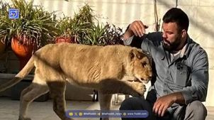 توله شیر امیر علی‌اکبری در پارک ارم تلف شد