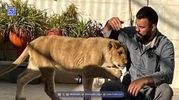 توله شیر امیر علی‌اکبری در پارک ارم تلف شد