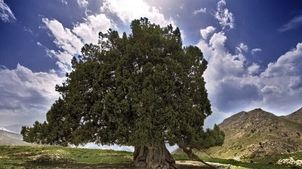 ثبت ملی کهنسال‌ترین درخت ایران