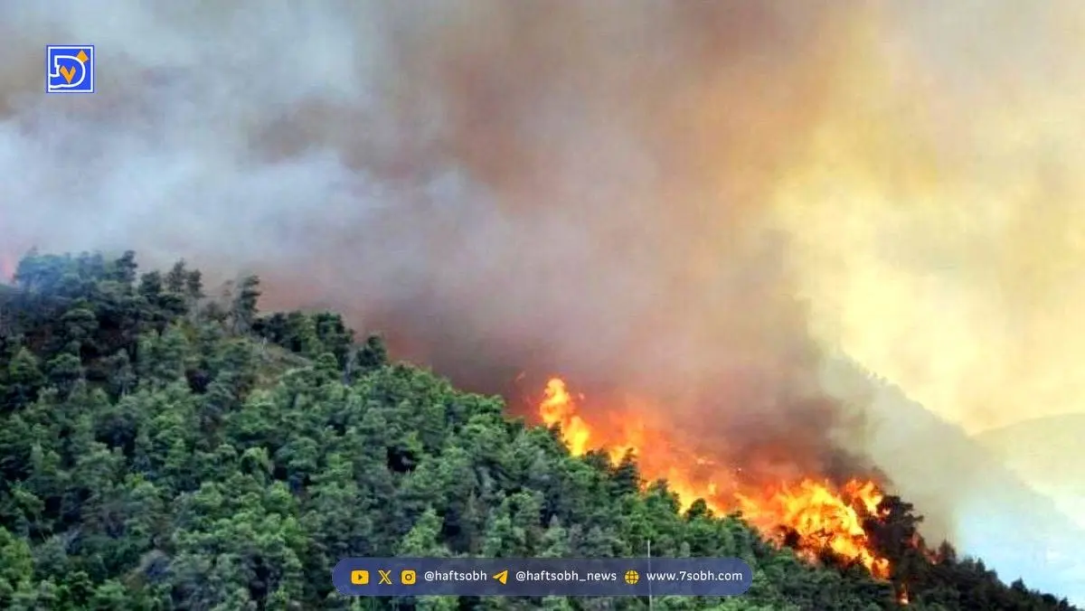 جنگل هیرکانی سوخت / ۴۰ میلیون سال عمر دود شد و هوا رفت