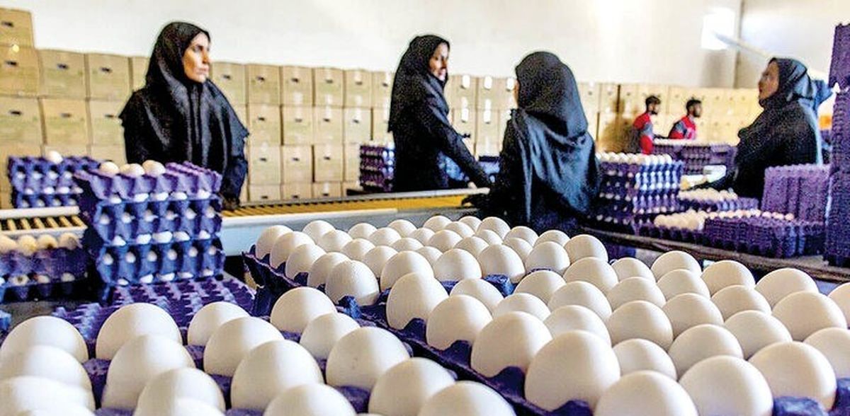 تخممرغ و فایدهای که احتمالاً تا امروز نشنیدهاید