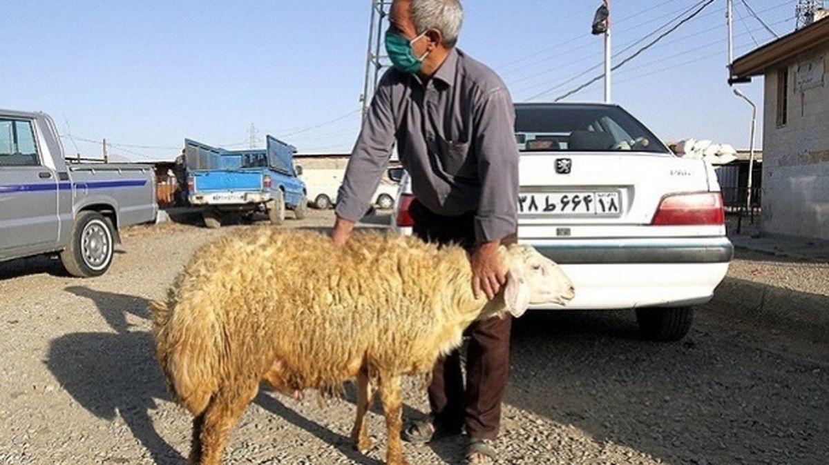 گوسفند بده پژو بگیر!