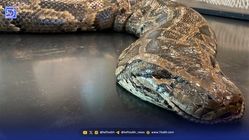 آیا مار پیتون برمه‌ای قادر به بلعیدن انسان است؟ نتیجه ترسناک یک پژوهش