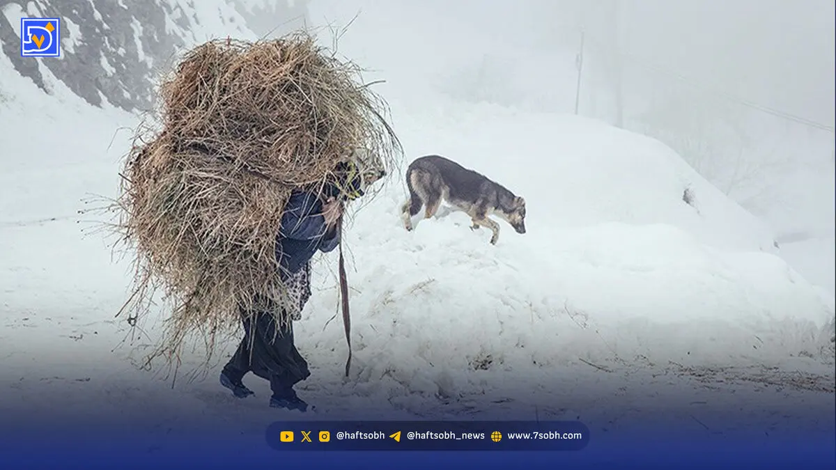تبعات ناترازی انرژی به جنگل رسید