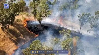 نیاز فوری جنگل های هیرکانی به بارش