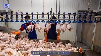 مرغ و تخم‌مرغ گران‌تر می‌شوند؟