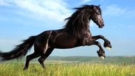 پرش دور از انتظار اسب بر روی سقف خودروی سواری (ببینید)