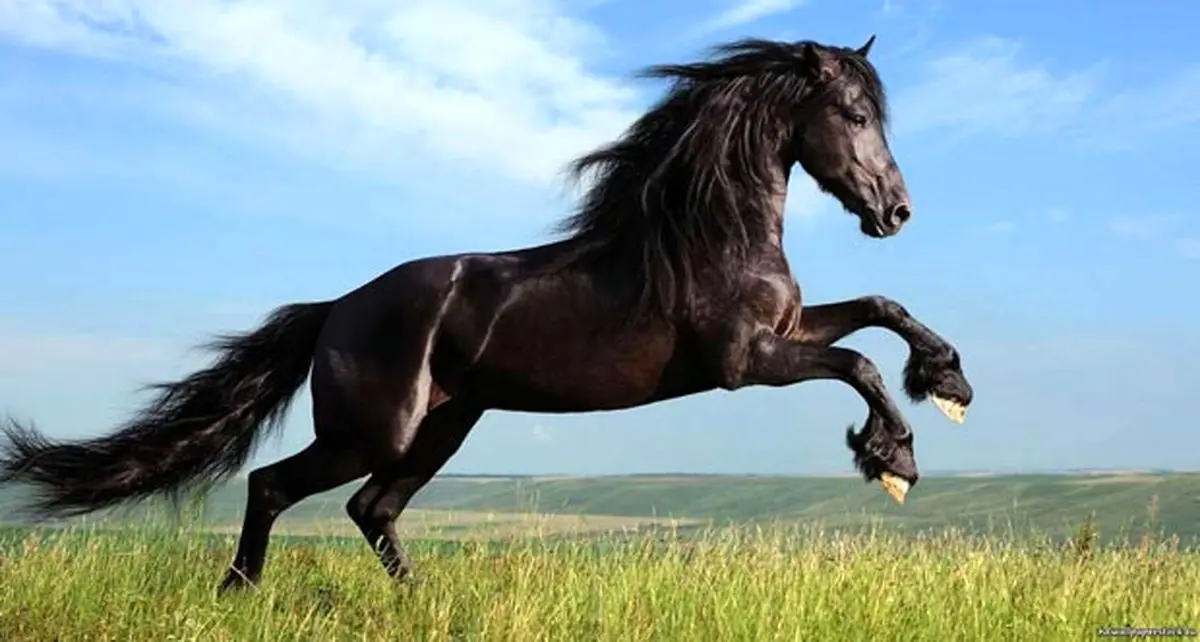 پرش دور از انتظار اسب بر روی سقف خودروی سواری (ببینید)