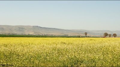 چرا ۱۵ اردیبهشت روز شیراز است؟ 
