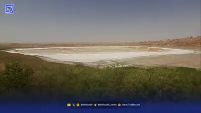 بازار عجیب فروش جوجه‌تیغی‌های وحشی به‌عنوان حیوان خانگی