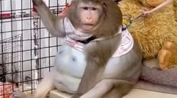 مرگ چاق‌ترین میمون جهان که معتاد به شیرینی بود