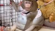 مرگ چاق‌ترین میمون جهان که معتاد به شیرینی بود