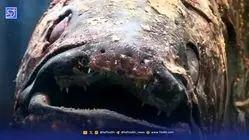 بازمانده دایناسورها زنده شکار شد!