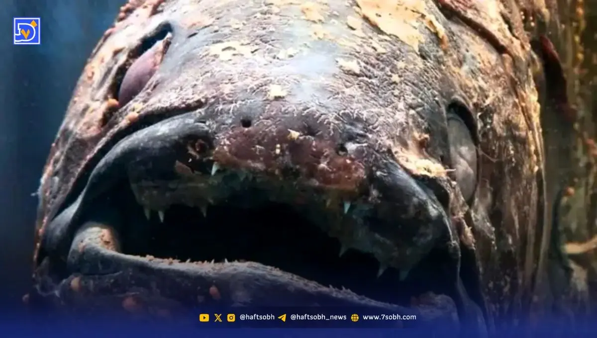 بازمانده دایناسورها زنده شکار شد!