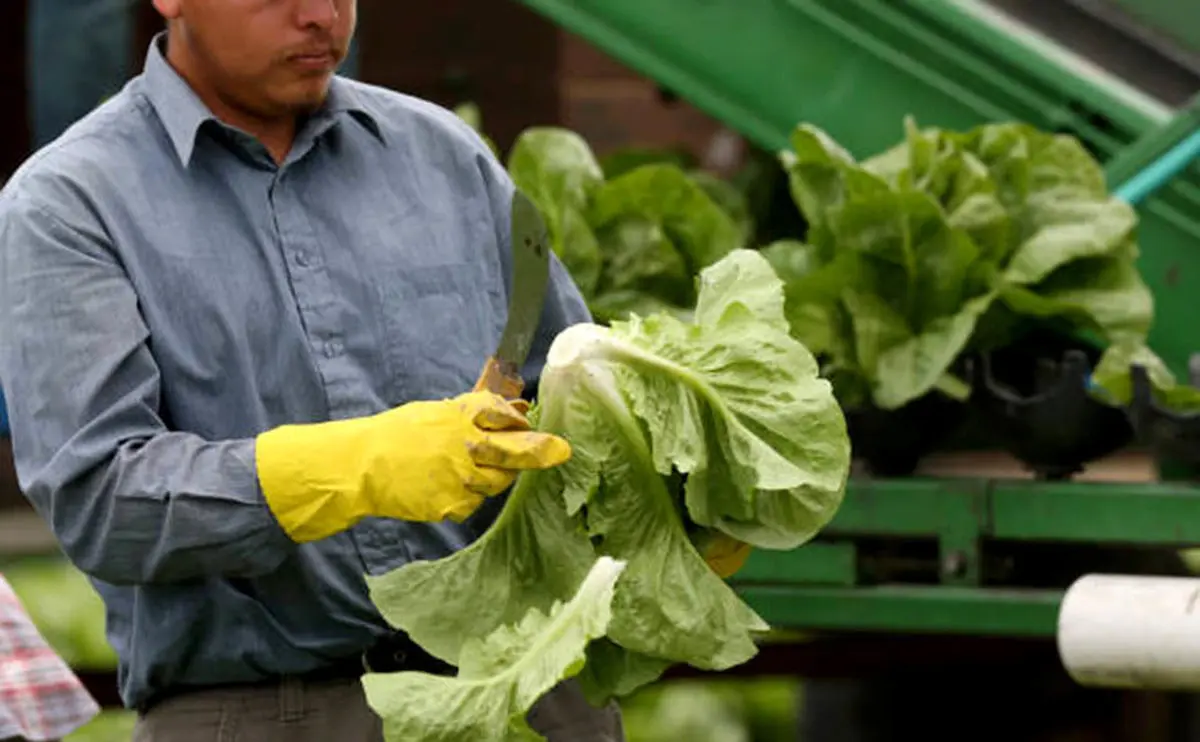 ۹ خاصیت شگفت‌انگیز کاهو که باید بدانید