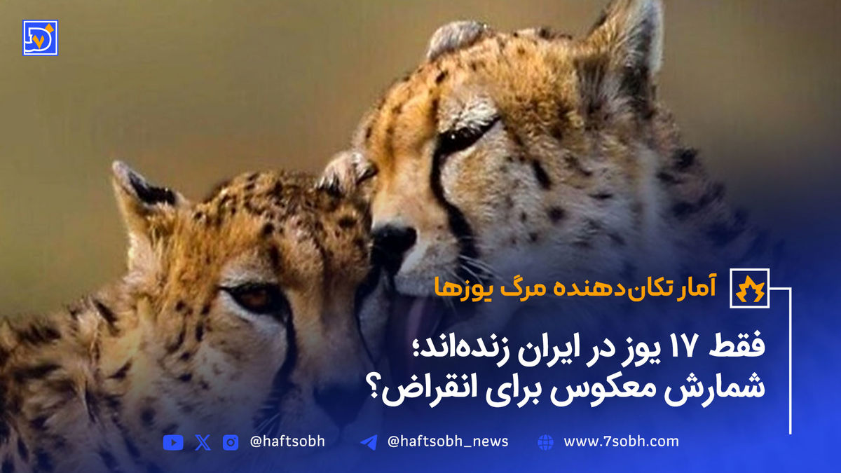 آمار تکاندهنده مرگ یوزها