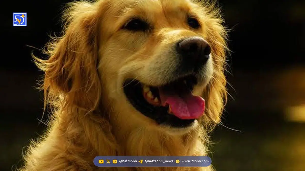 شباهت ژنتیکی عجیب انسان و سگ گلدن رتریور!