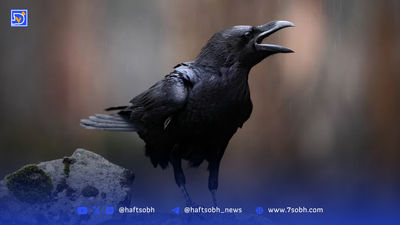 با ۱۵ انسانی که از انیشتین باهوش‌تر هستند آشنا شوید