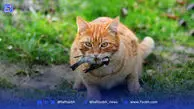 چرا گربه‌ها با دیدن پرنده‌ها دیوانه می‌شوند؟