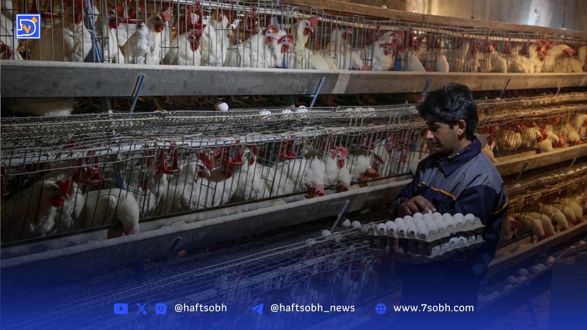 سقوط آزاد بازار تخممرغ | تسلط دو مرغدار بر بازار صادراتی