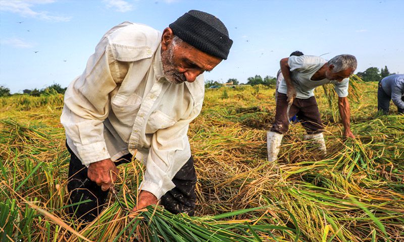 کشاورزی ادامه دارد؛ حتی در کم‌آبی